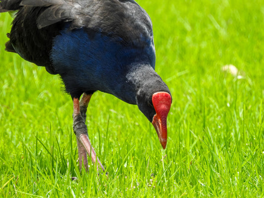 Pukeko and Ducklings: Navigating Nature's Challenges