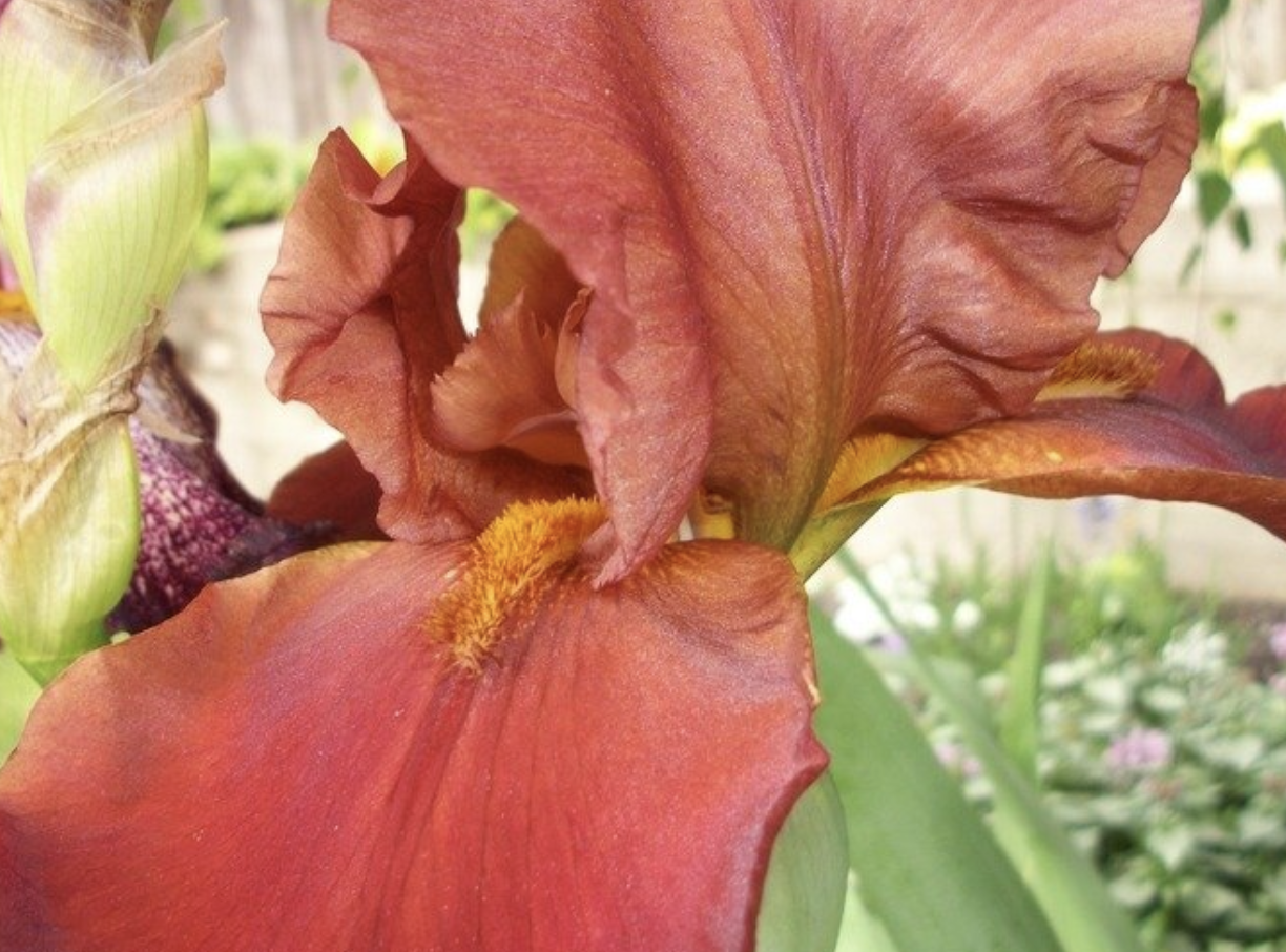 Bearded Iris 'Spanish Leather'