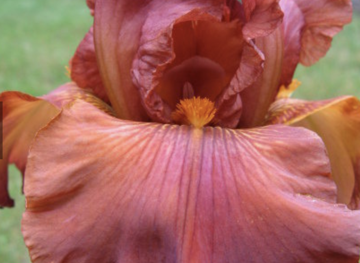 Bearded Iris 'Spanish Leather'