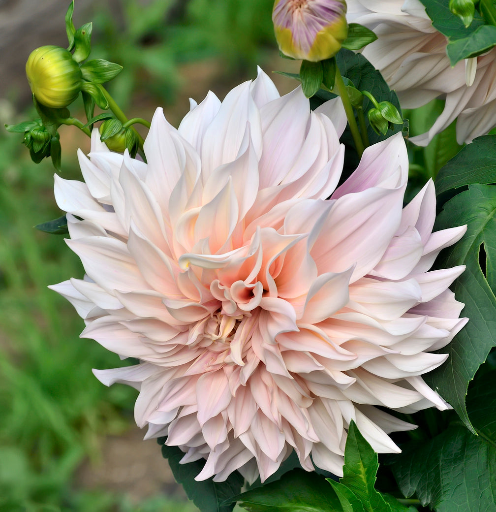 Dinnerplate Dahlia 'Cafe Au Lait'