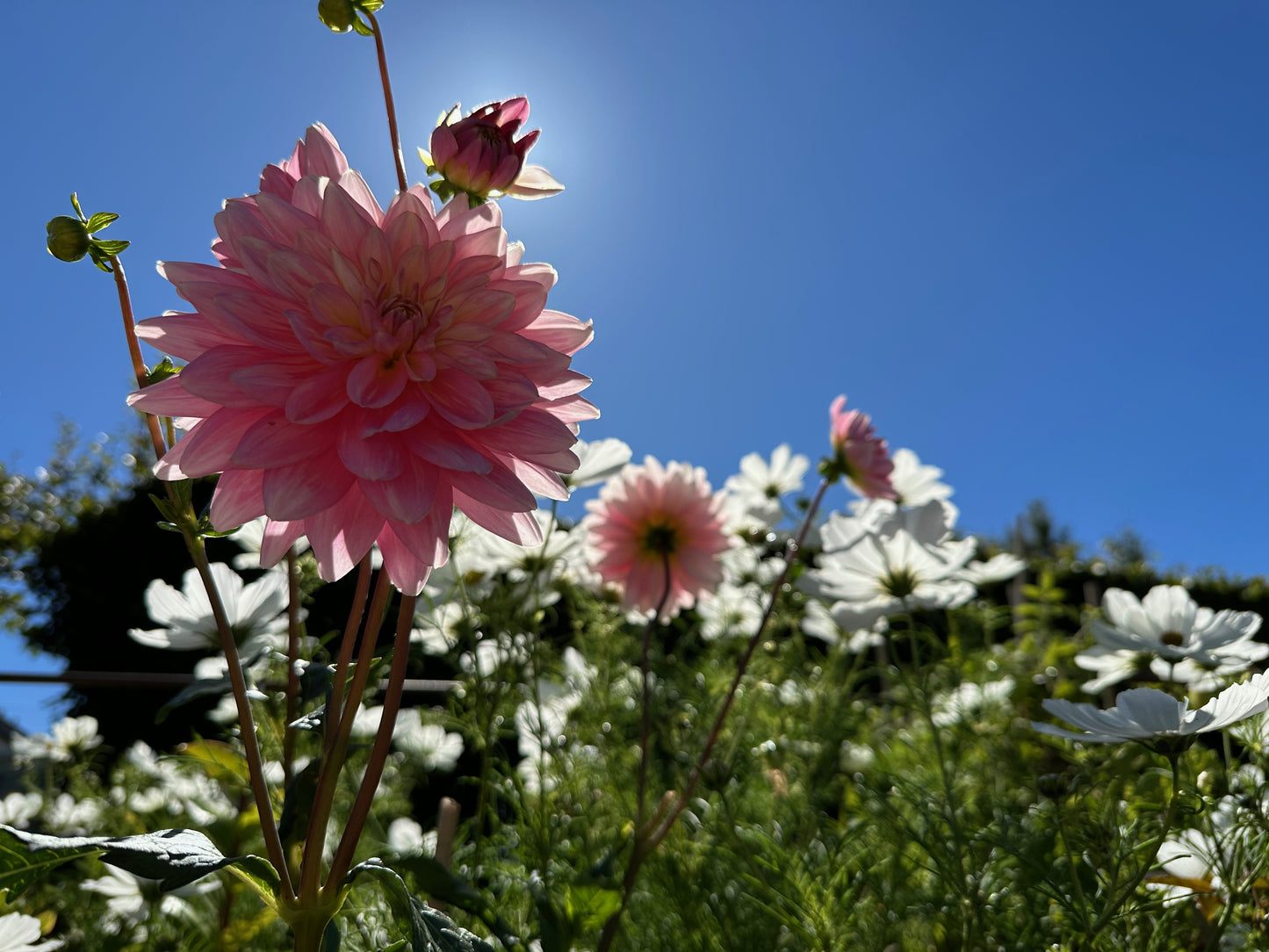 Self-Guided Garden Tour of Oasis Cottage