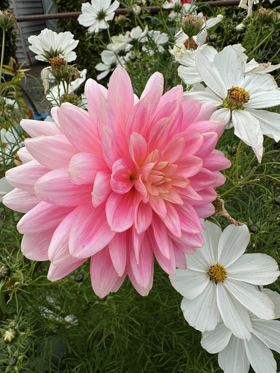 Waterlily Dahlia 'Gerrie Hoek'