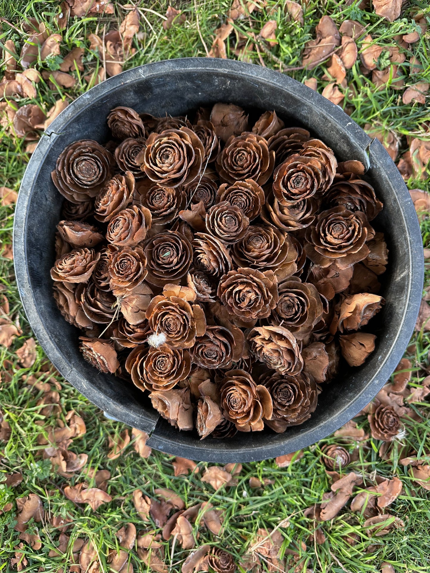 Himalayan Cedar Cones
