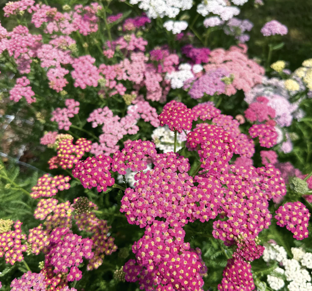 Achillea 'Pastel Fruits' - Yarrow