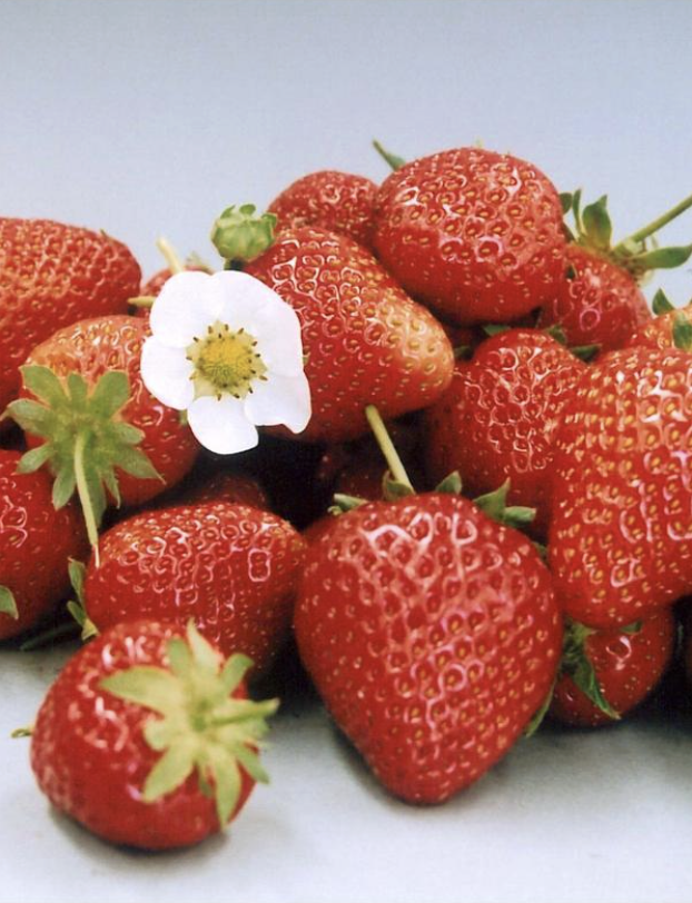 Strawberry 'Camarosa' – Potted Fruit Plants