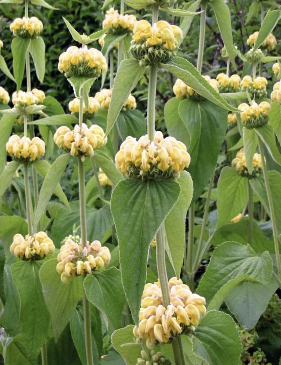 Phlomis russeliana