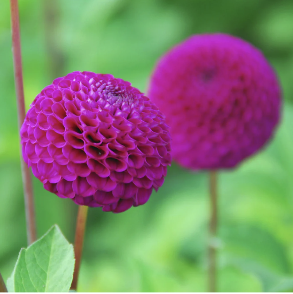 Dahlias – Potted Plants (Various Varieties)