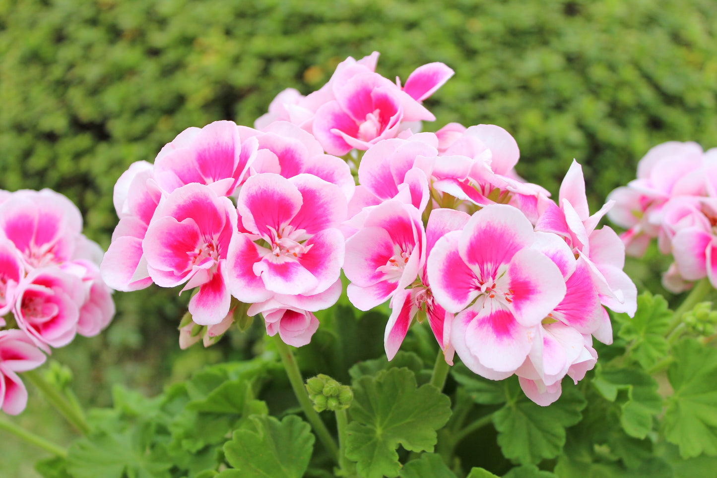 Potted Geraniums