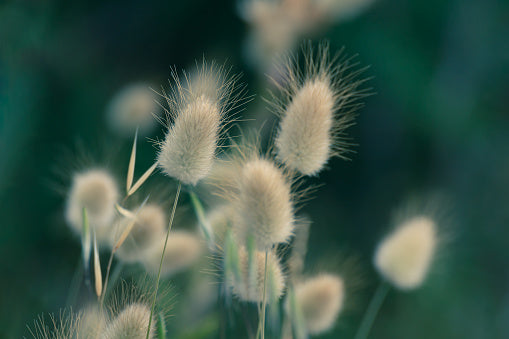 Lagurus ovatus - Bunny Tails