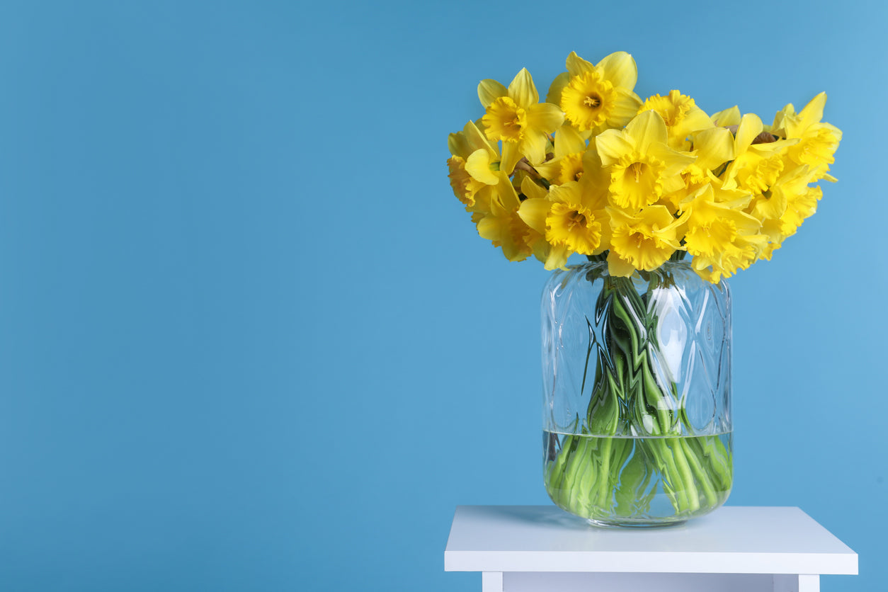 Box of Sunshine – 30 Fresh Daffodils