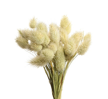 Lagurus ovatus - Bunny Tails
