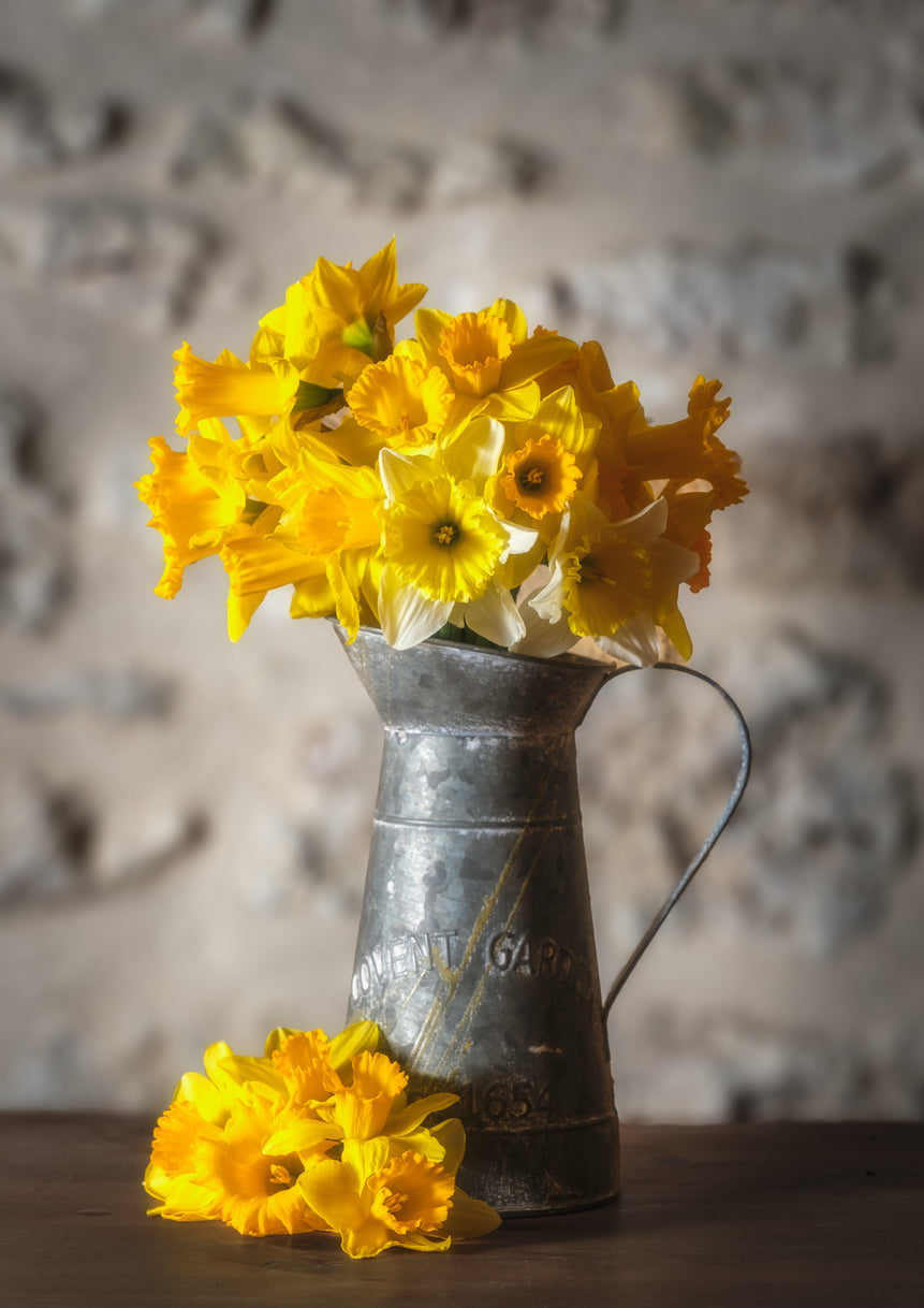 Box of Sunshine – 30 Fresh Daffodils