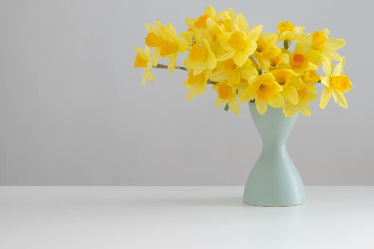 Box of Sunshine – 30 Fresh Daffodils