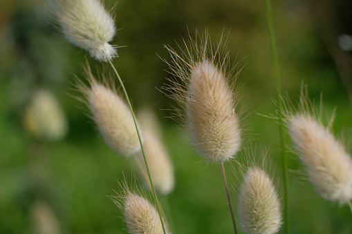 Lagurus ovatus - Bunny Tails