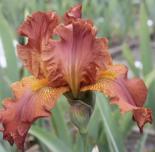 Bearded Iris 'Spanish Leather'
