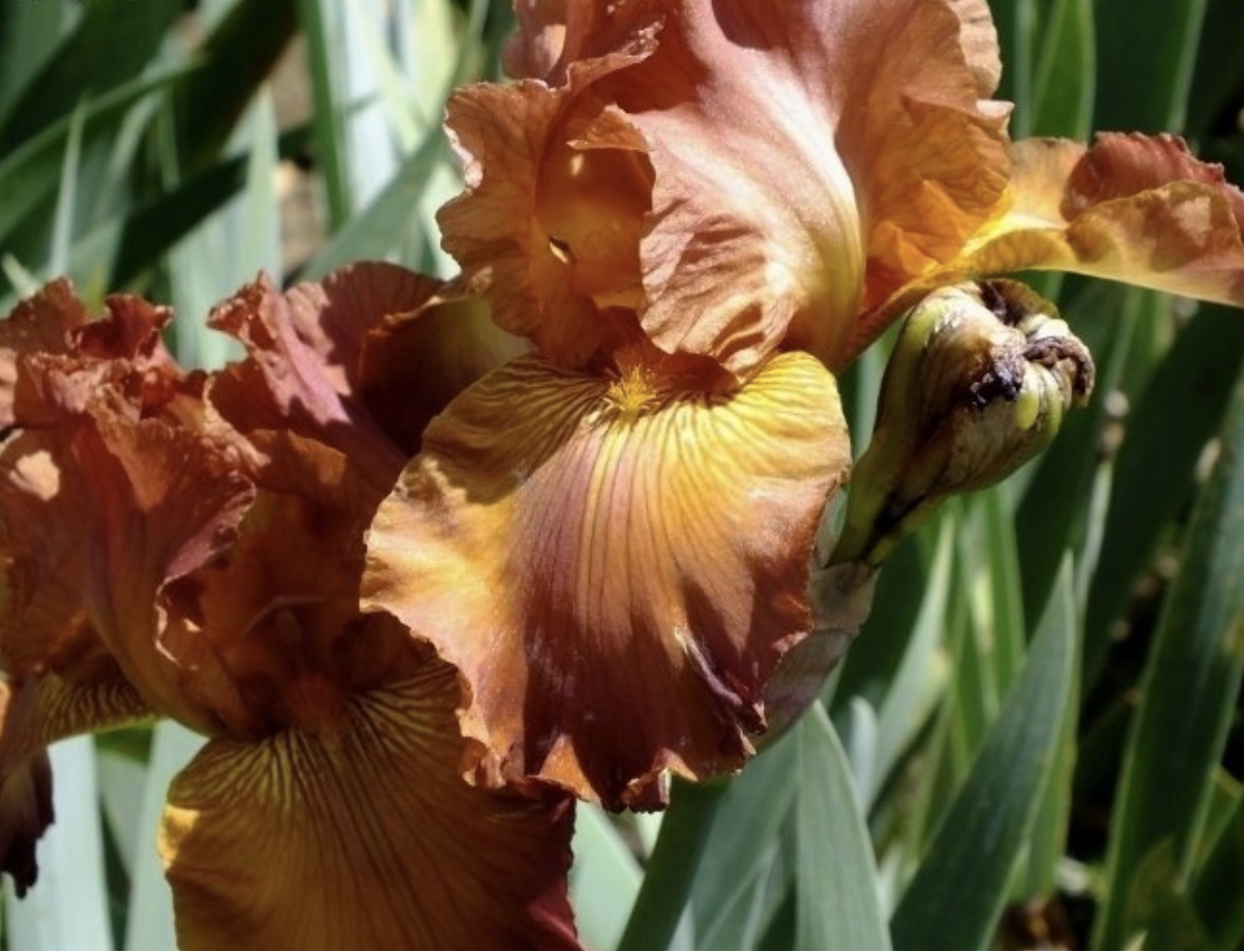 Bearded Iris 'Spanish Leather'