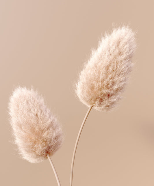 Lagurus ovatus - Bunny Tails