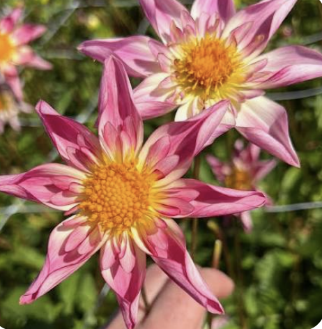 Dahlia 'Fancy Pants' - Tuber Clump
