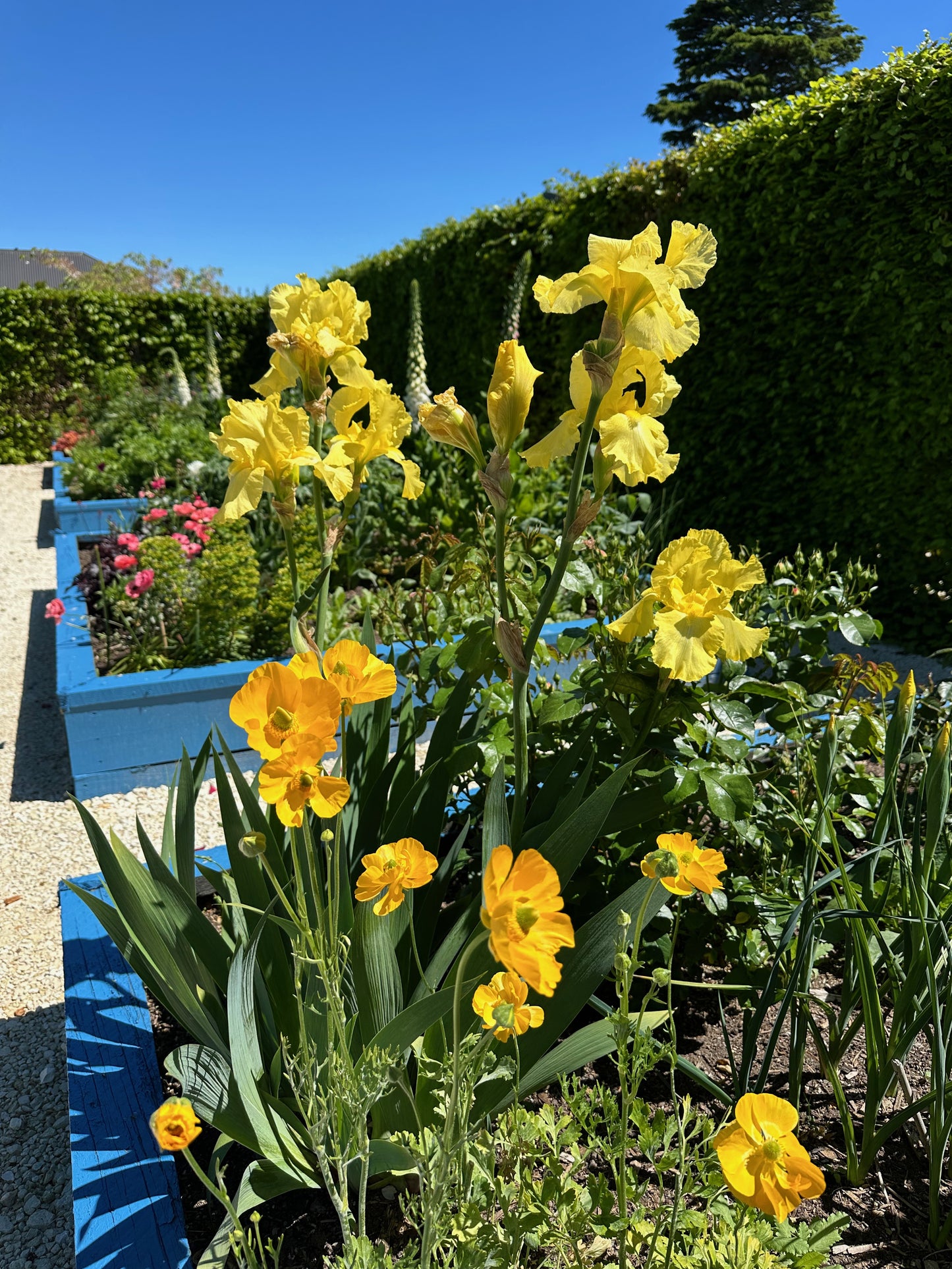 Bearded Iris 'Harvest Of Memories'