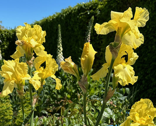 Bearded Iris 'Harvest Of Memories'