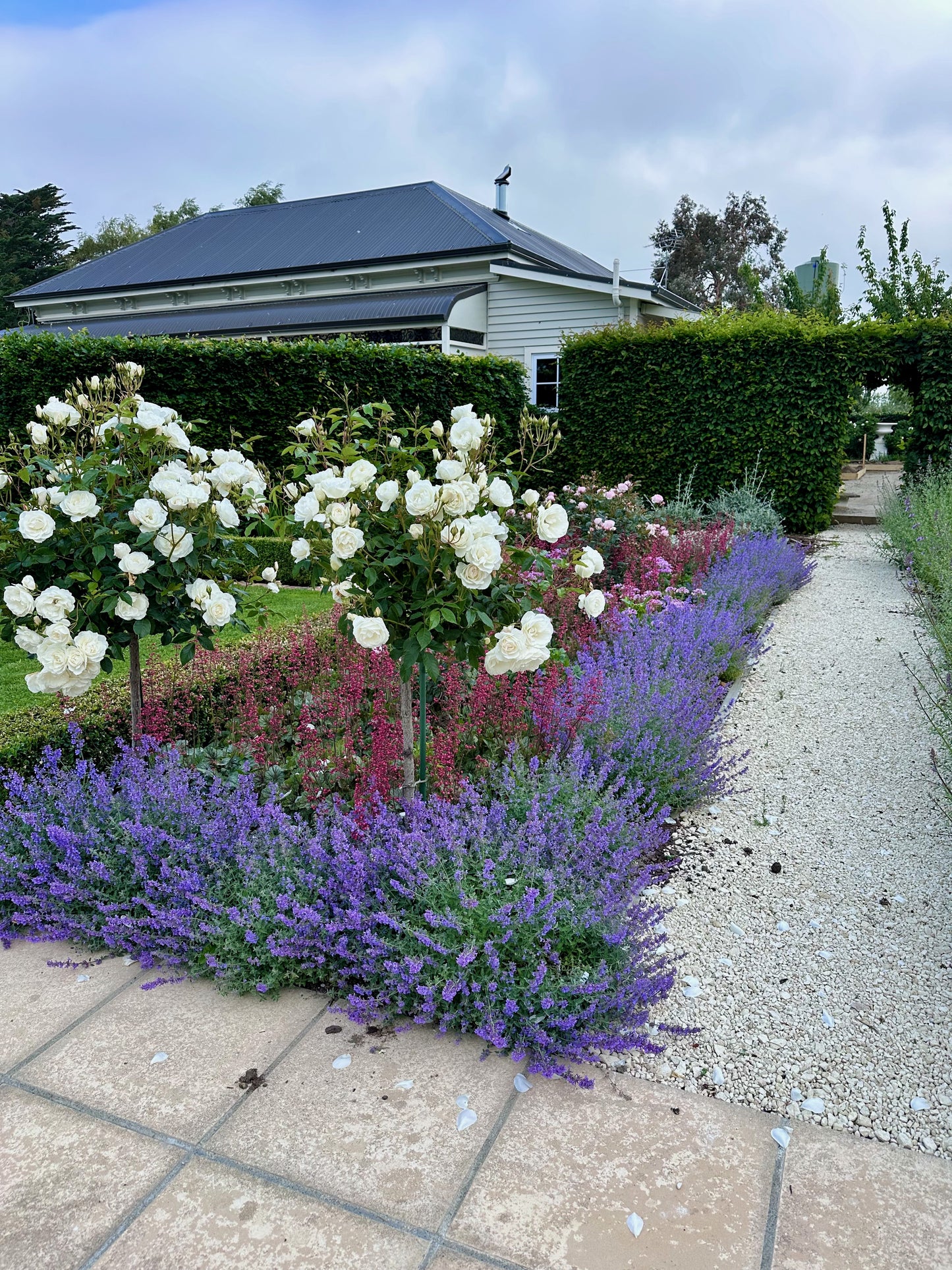 Nepeta 'Walker's Low'