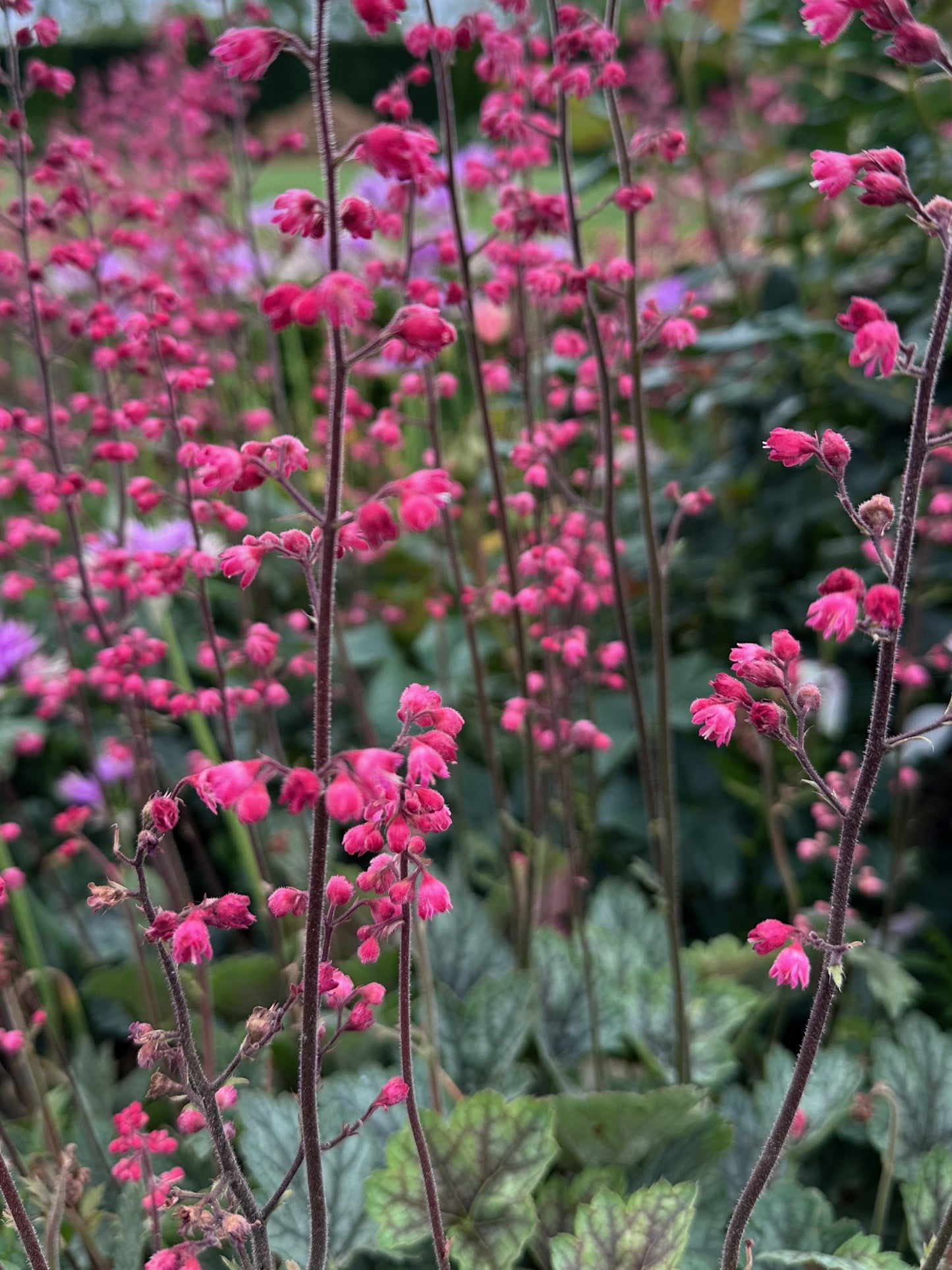 Heuchera 'Green Spire'