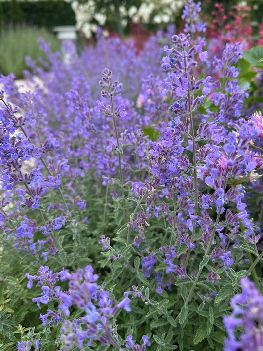 Nepeta 'Walker's Low'
