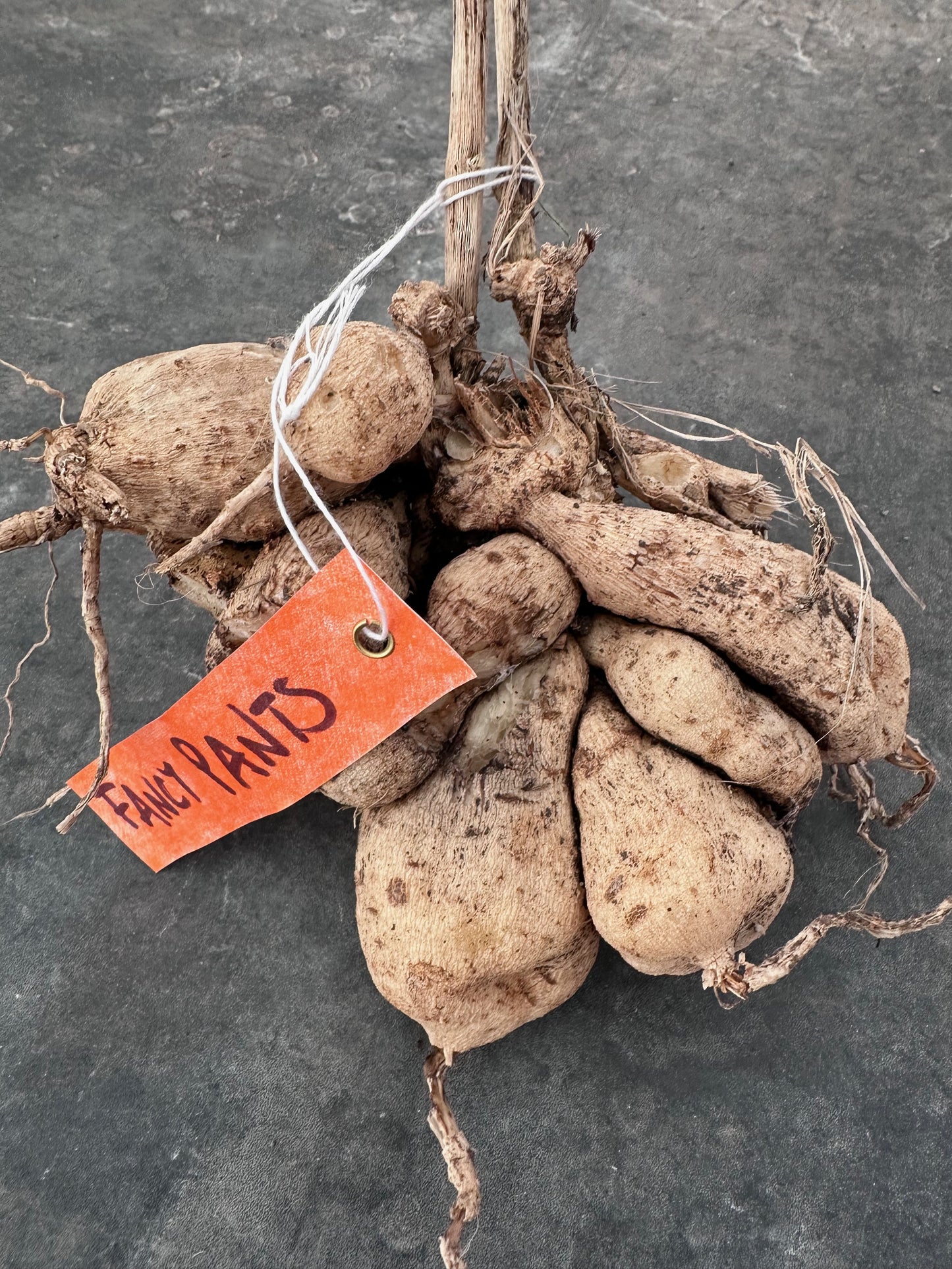 Dahlia 'Fancy Pants' - Tuber Clump