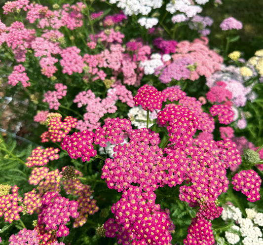 Achillea 'Pastel Fruits' - Yarrow