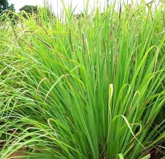 Lemongrass - Potted Plant
