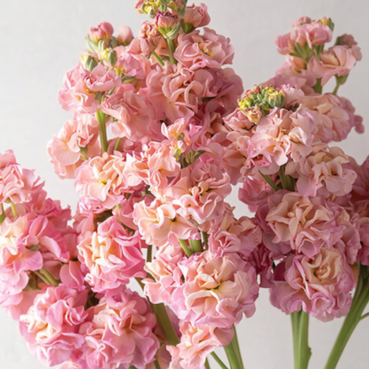 Stock ‘Stox Champagne’