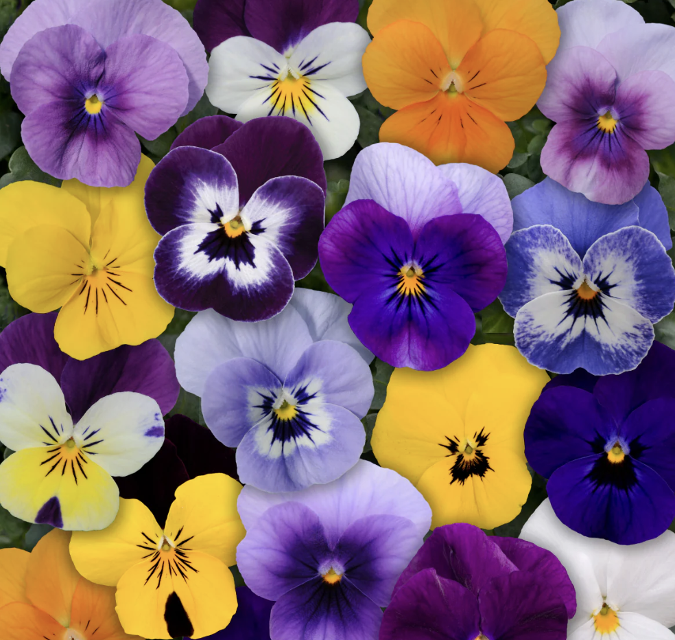 Viola 'Sorbet Mix'
