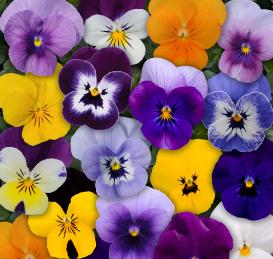 Viola 'Sorbet Mix'