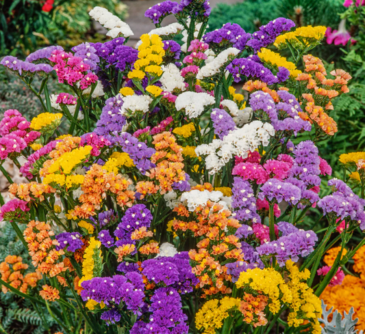 Statice (Various Colours)