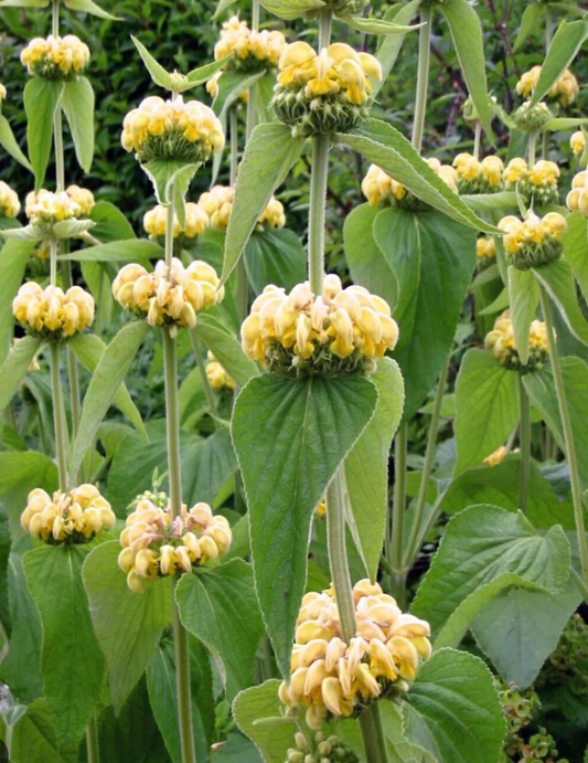 Phlomis russeliana