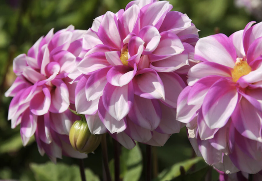 Dahlias – Potted Plants (Various Varieties)