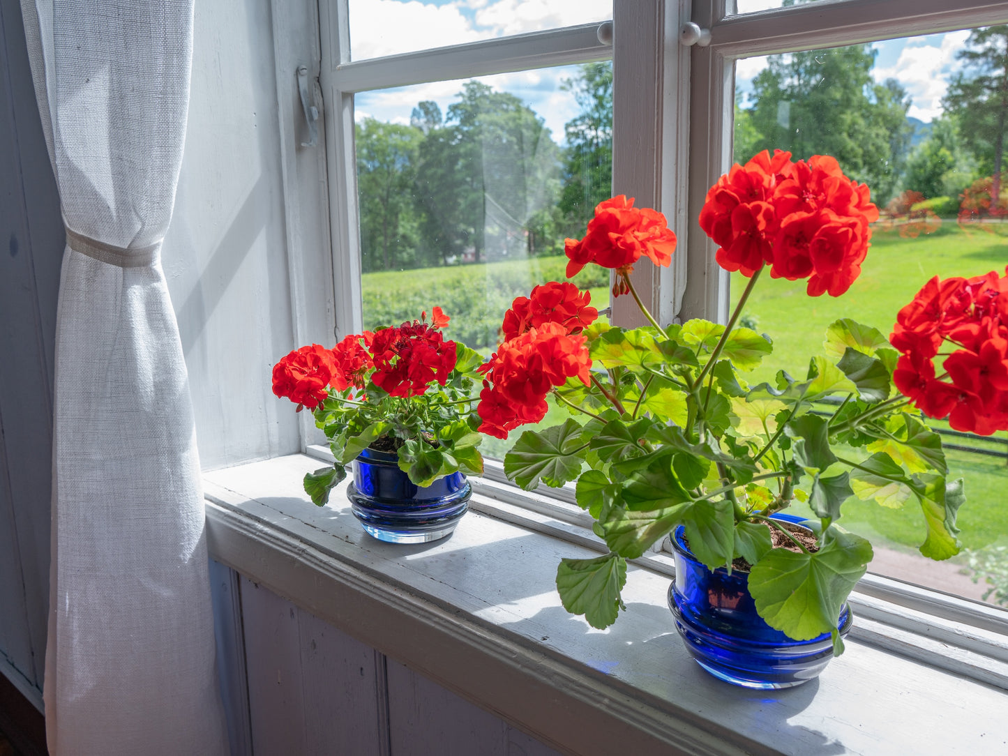 Potted Geraniums