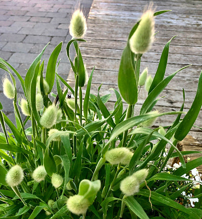 Lagurus ovatus - Bunny Tails