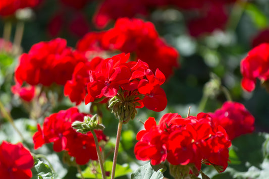 Potted Geraniums